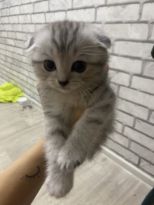 Котенок вислоухий