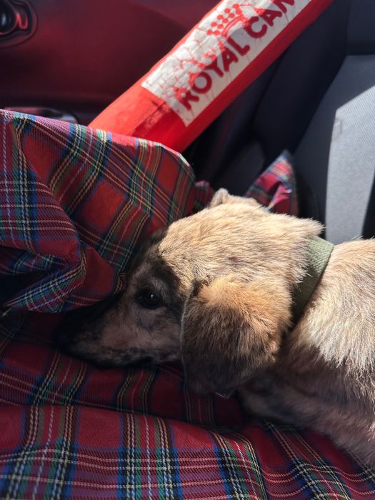 Охранник в поисках дома