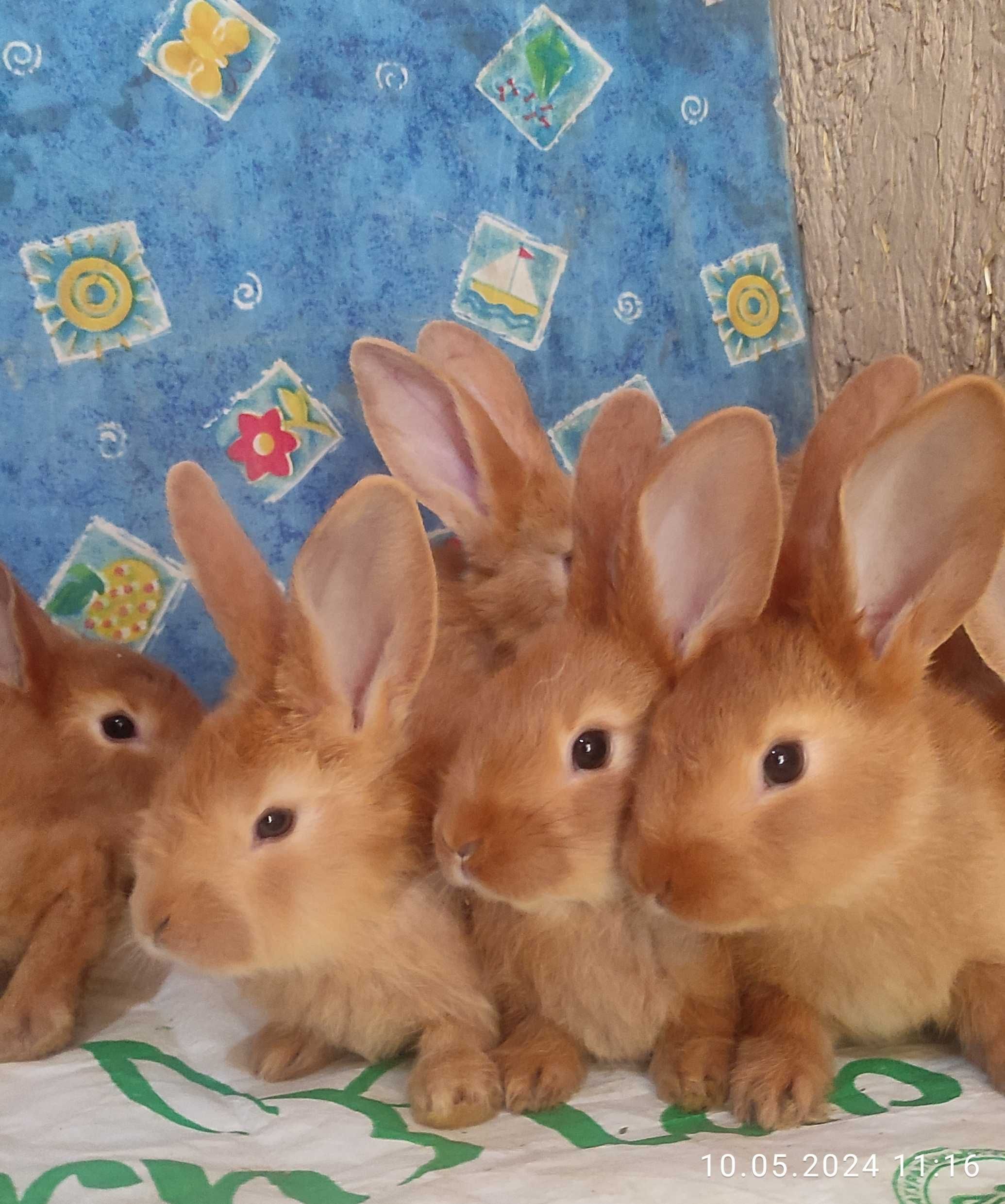 Бургундские кролики от европейских производителей. Куён /Қуён / Quyon