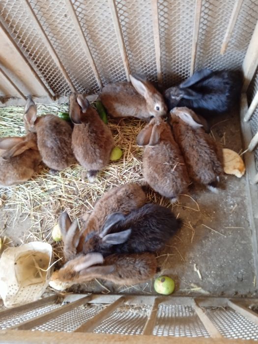 Продам крольчата.