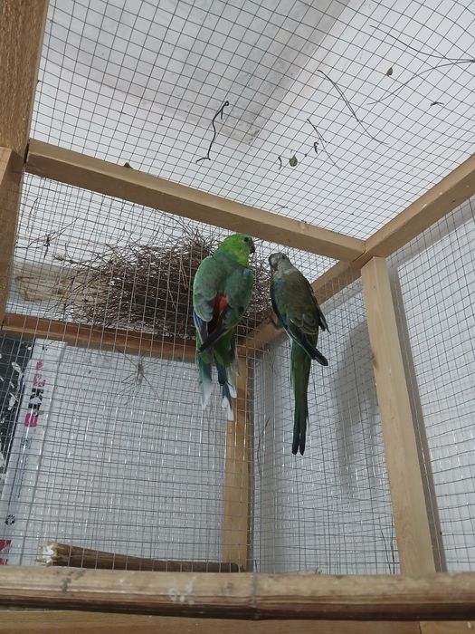 1 para pefchi sotiladi soglom tayyor parasi 550 ming