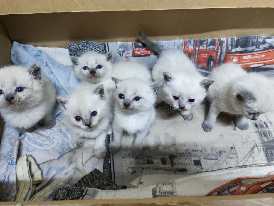 котята сиамские.
