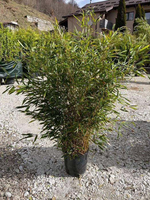 Bambus cu un coronament foarte bogat