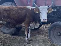 Vând vaca gestantă in 7 luni jumate