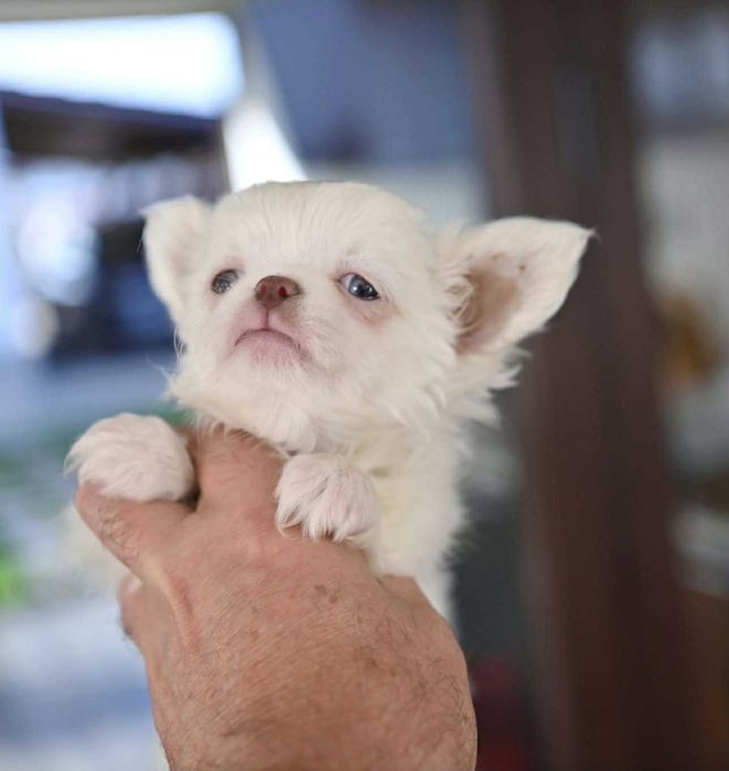 Мъжко дългокосместо мини чихуахуа