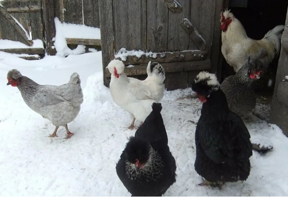 Продам курей разные породы