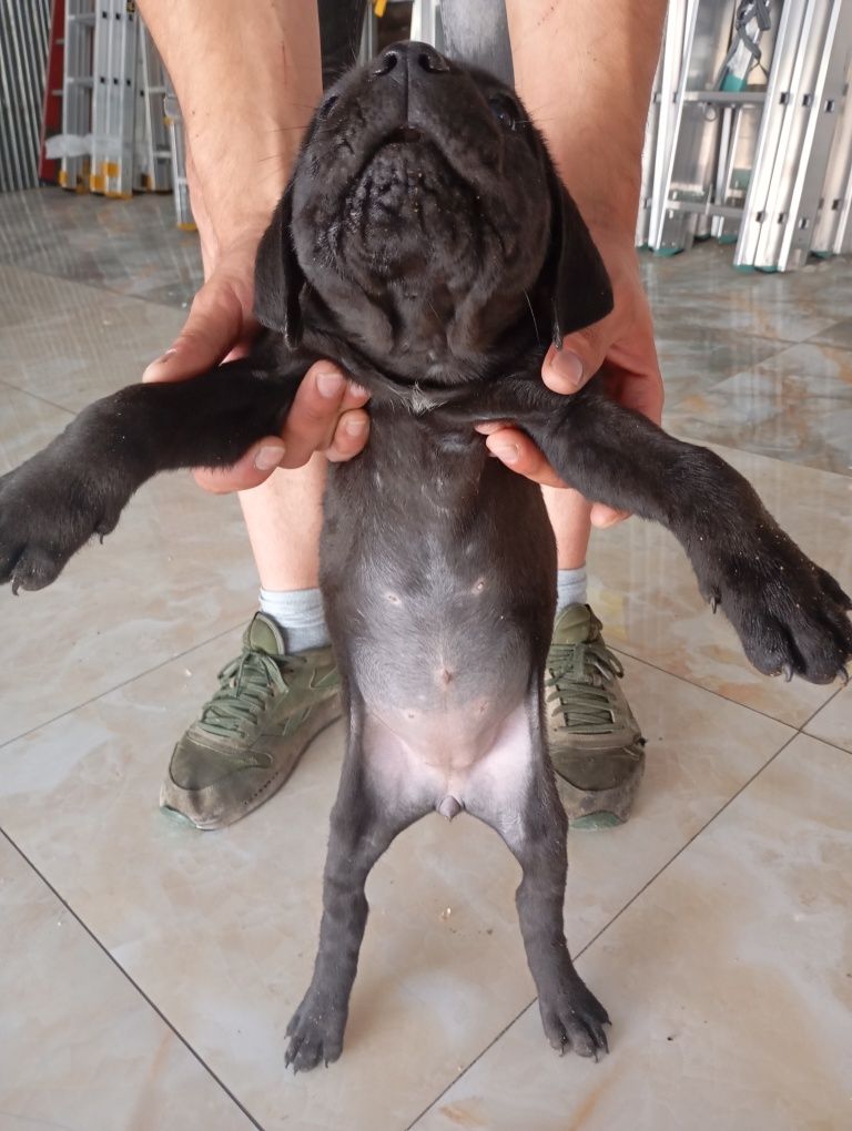 Кученца Кане Корсо