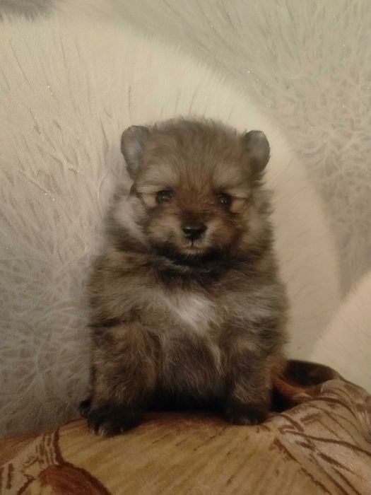 Готовятся к продаже щенки мини шпица 1 мес.девочки и мальчик