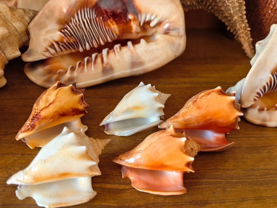 Продам ракушки,морские звезды,кораллы