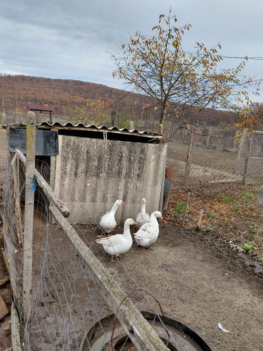 Gâște   și  rațe