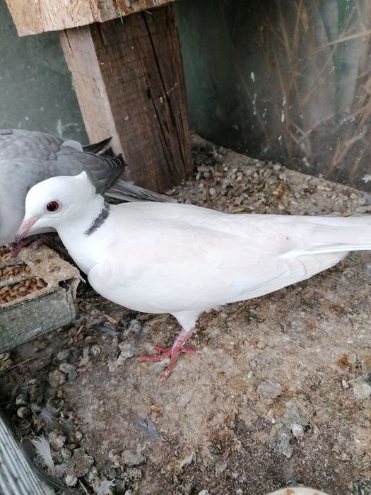 Калифорнийски пъдпъдъци и гугутки скумрийки.