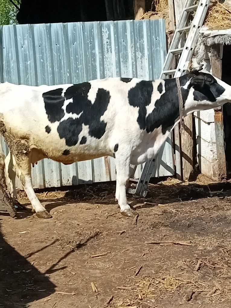 Vaca de Vanzare Celaru Dolj
