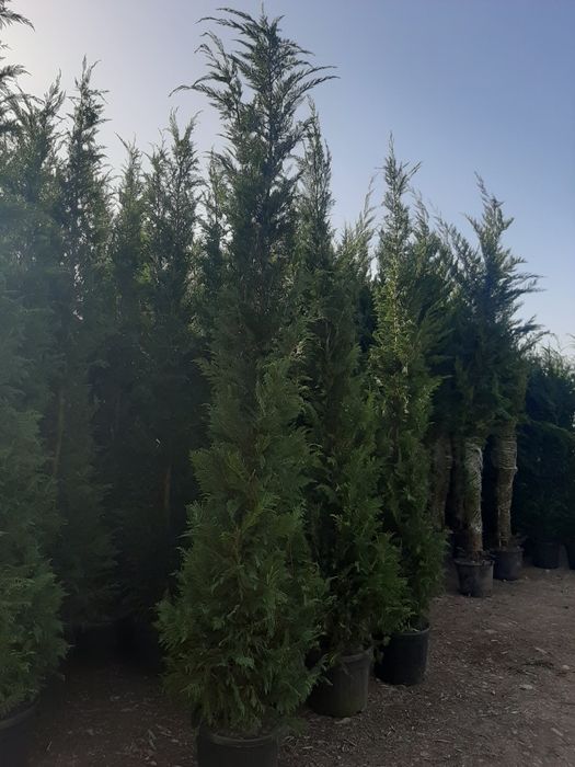 Tuia Leylandy,carpinus,magnoli,brazi,mesteacăn,platani