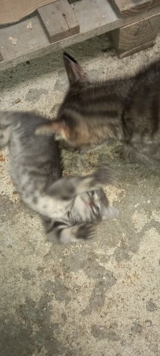 Подарявам много хубави котета!