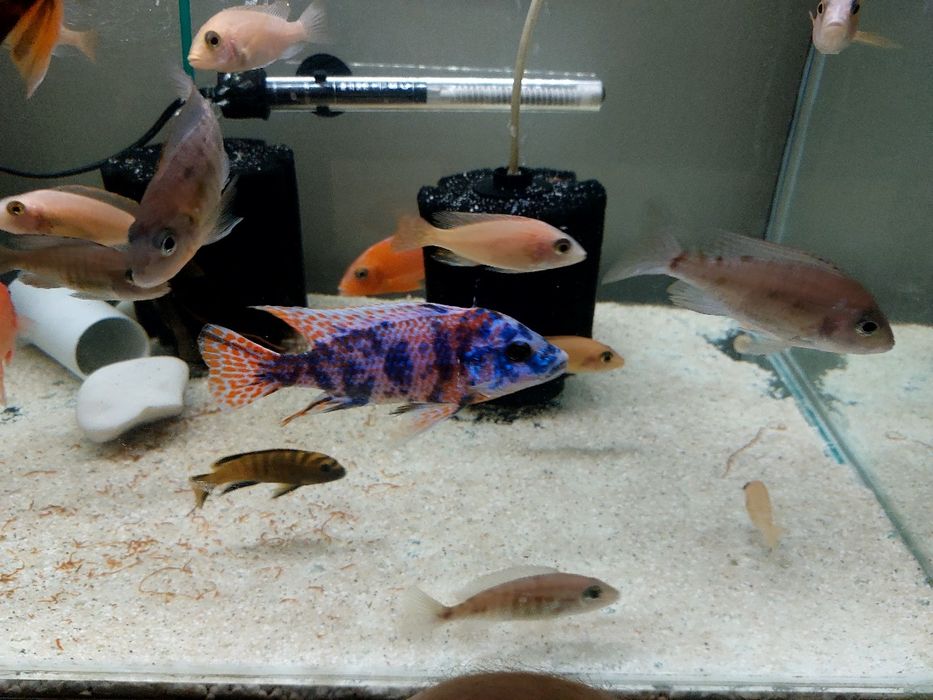 Pesti acvariu - Ciclide Africane