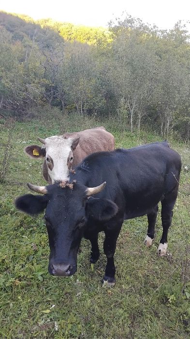 Vaci juninci de vinzare