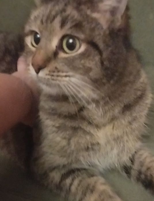 Милые, домашние кошки в семью. Здоровые, ласковые. Ловят всех.Доставка