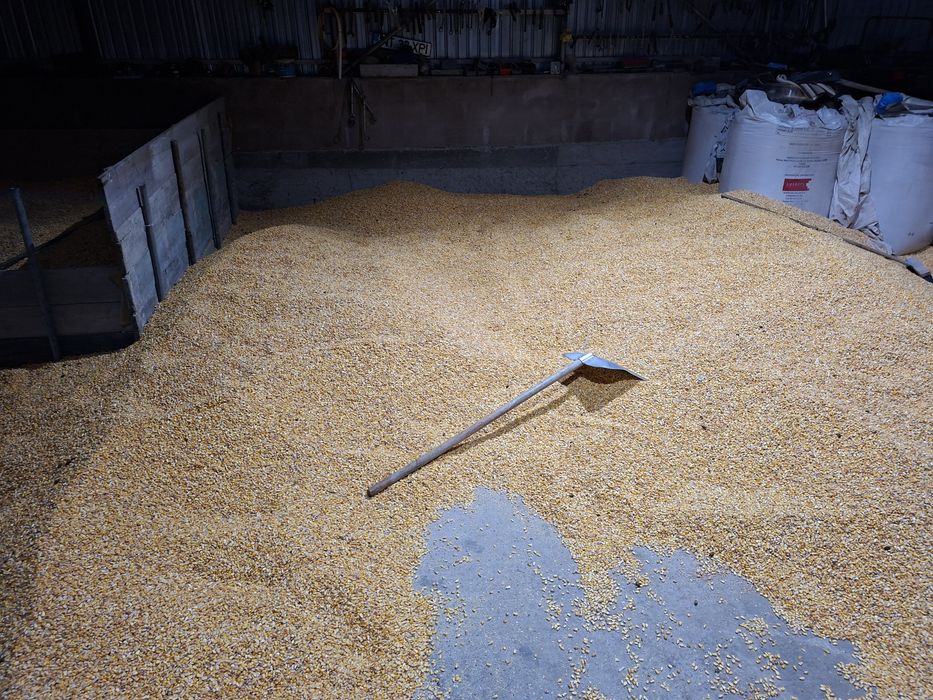 Porumb boabe ,fara spartura