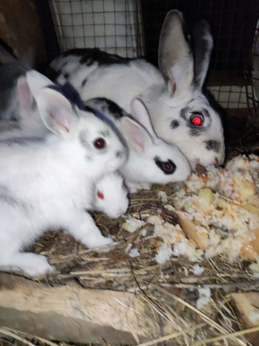 Продам крольчат разных возрастов