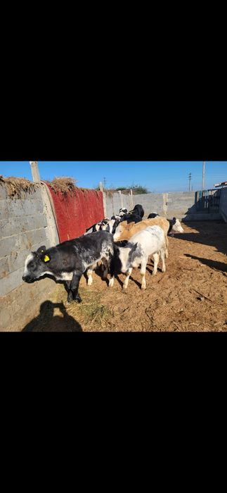 Vând vitei ,tăiați