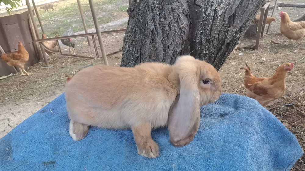 Iepuri berbec german