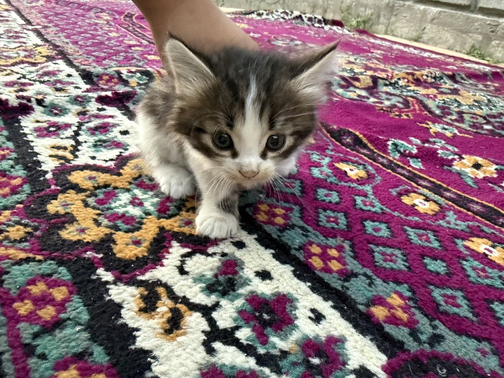 Котенок 2 месяца