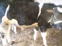 Tauras baltat romanesc vitel vaca