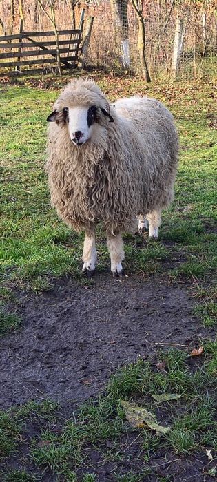 Vind berbecuț din primăvară.