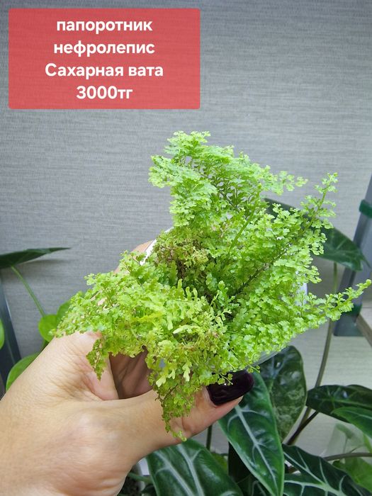 Комнатные цветы (адаптированные)