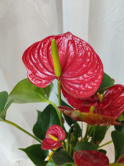 Антуриумы ( Мужское счастье) 40-45 см / белые и красные