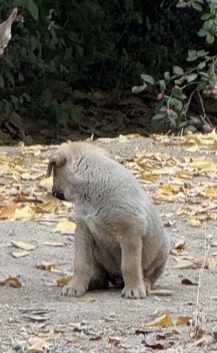 Отдам щеночка в добрые руки!!!