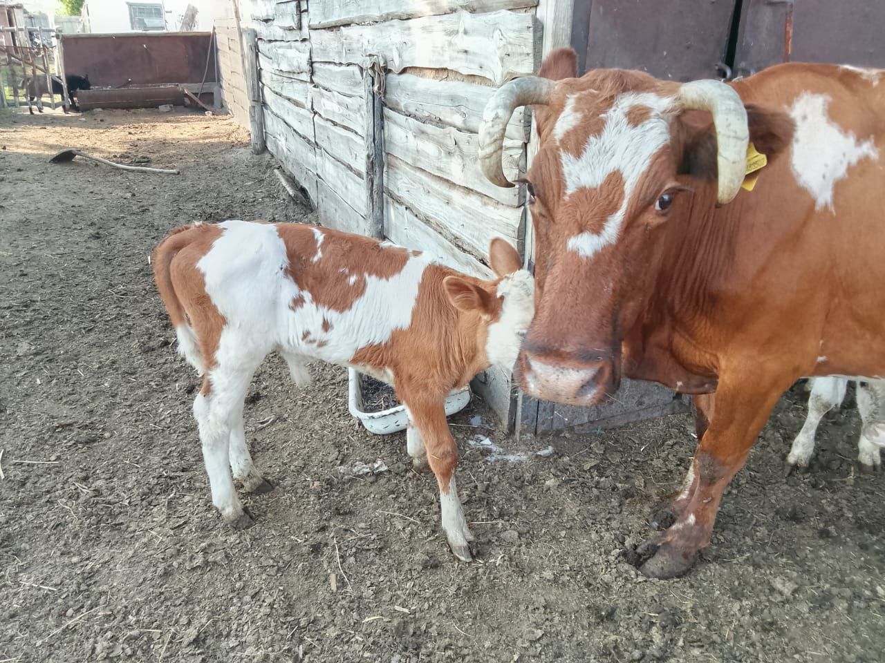 Продам корову с телятами