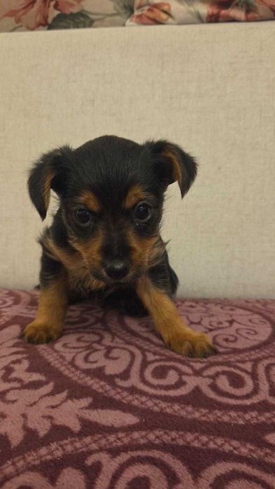 Caini Yorkie De Vânzare