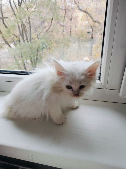 Котенок турецкая ангора