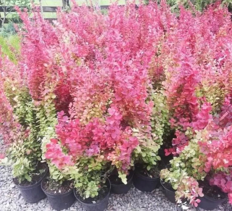 Plante ornamentale de orice tip diferite dimensiuni de extra calitate