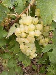 Vand struguri pentru vin