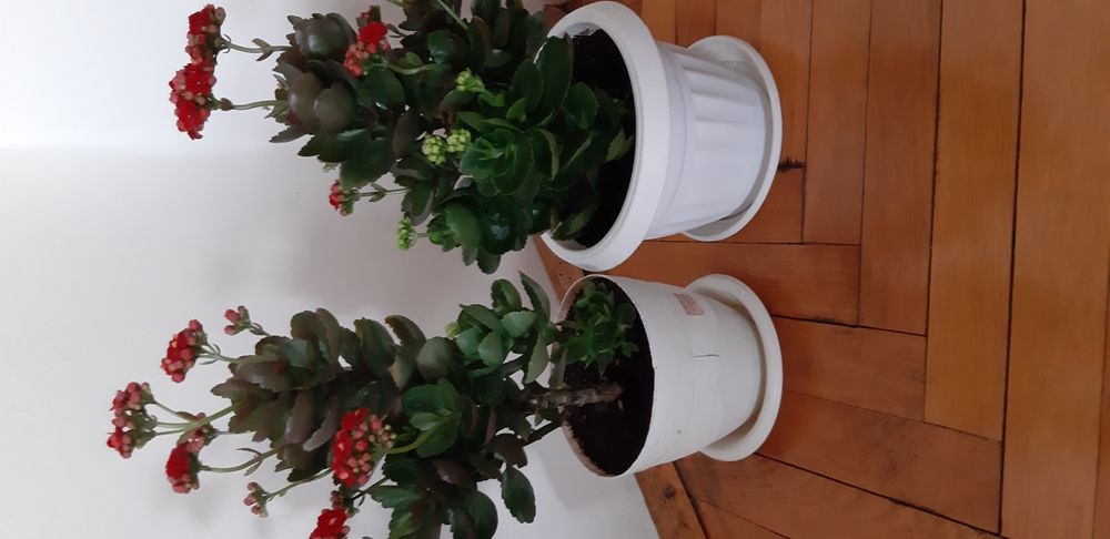 Каланхое различни цветове ,големина и други цветя