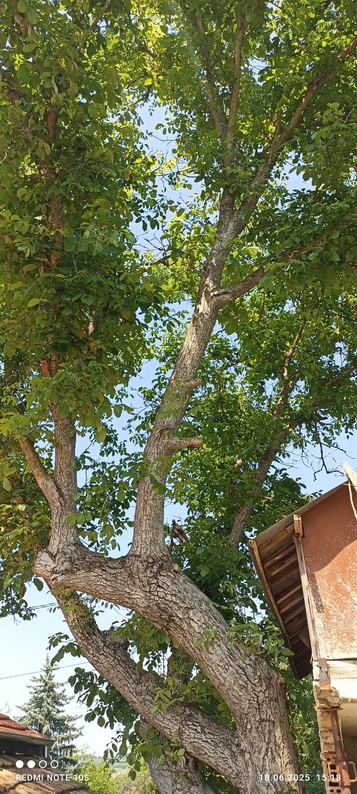 Орех за рязане с разрешително