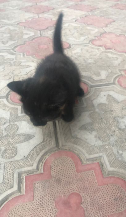 Котята в хорошие руки бесплатно/bepul