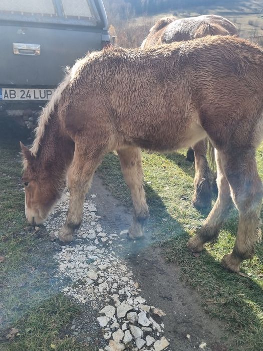 Manza frumoasa și cuminte