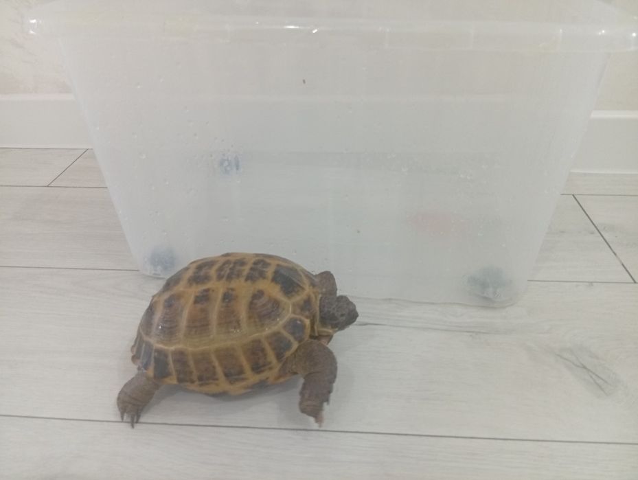 Черепаха сухопутный