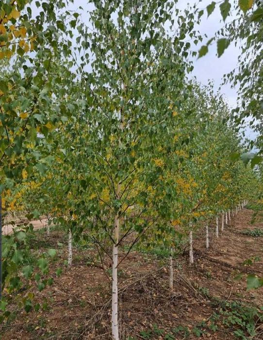 Mesteacăn Alb & Carpen • Arbori pentru Amenajare Grădină