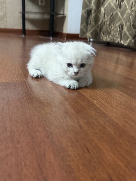 котята британской