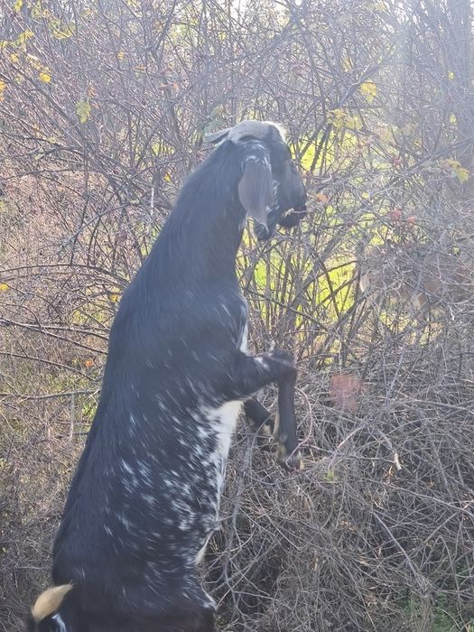 Schimb țap anglonubian