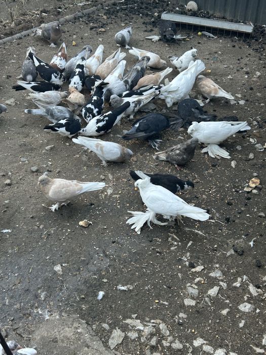 Porumbei takla culori variate