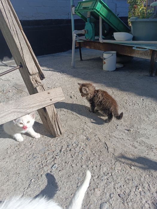 Котята красивые.