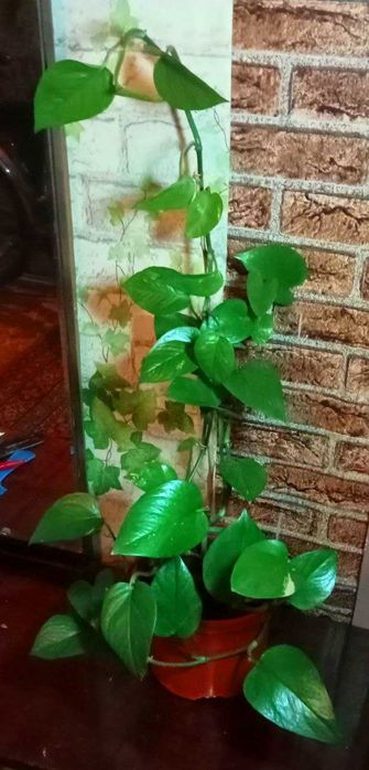 Продам. Эпипремнум - сциндапсус золотистый.