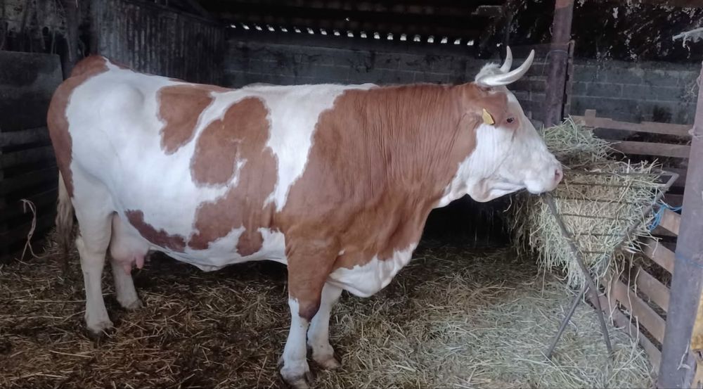 Vaci Baltata Romaneasca