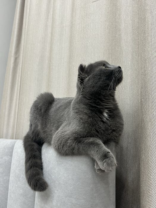 Британский вислоухий кот