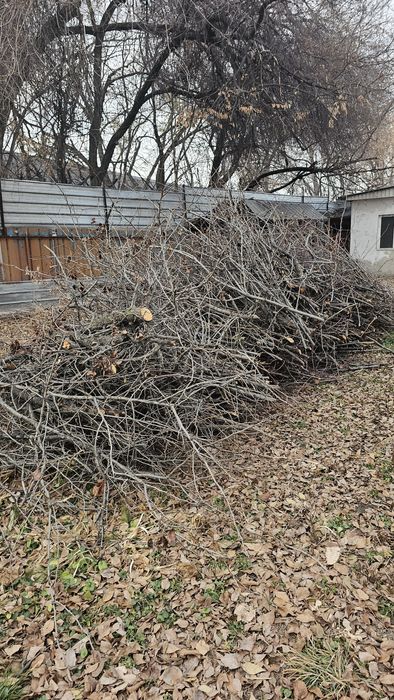 Ветки - дрова от плодовых дерево бесплатно . Самовывоз . Рыскулова Кул